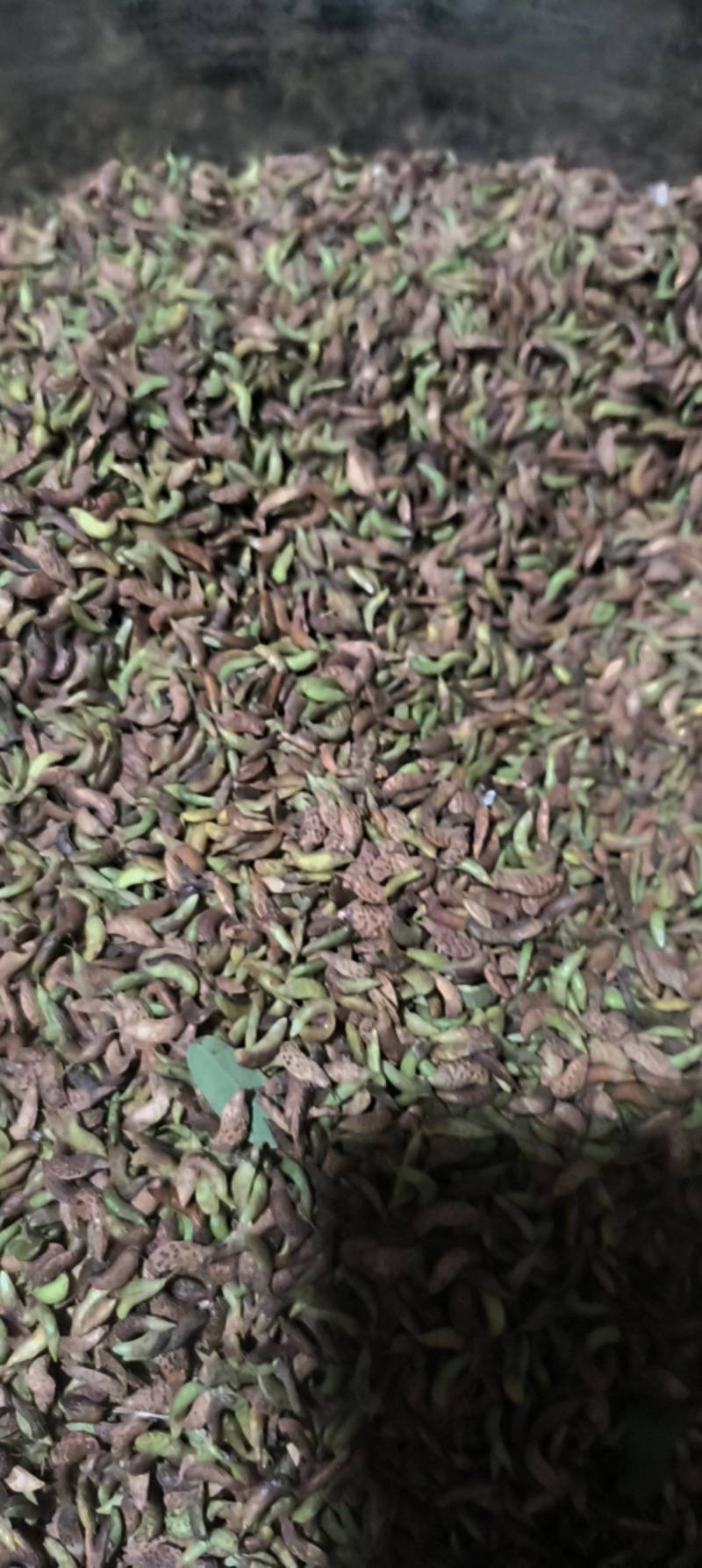 出售鲜紫穗槐花种子