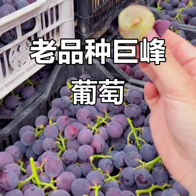 老品种，口感好，果粒大