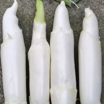 农户直发欢迎询价超精品浙江磐安高山茭白美人茭高笋