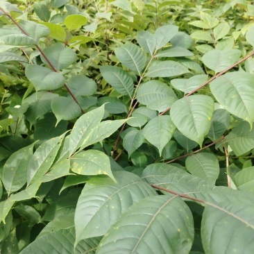 黄柏树苗，大叶厚皮川黄柏