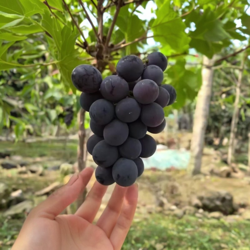 口感好，颗粒大