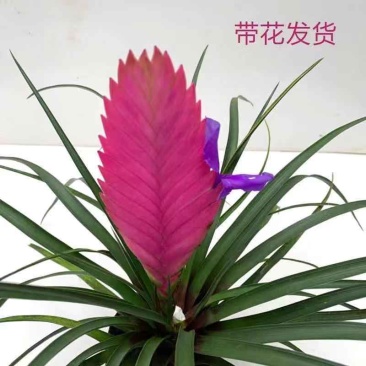 铁兰花凤梨花带花苞室内绿植盆栽办公室桌面植物净化空气去除甲醛