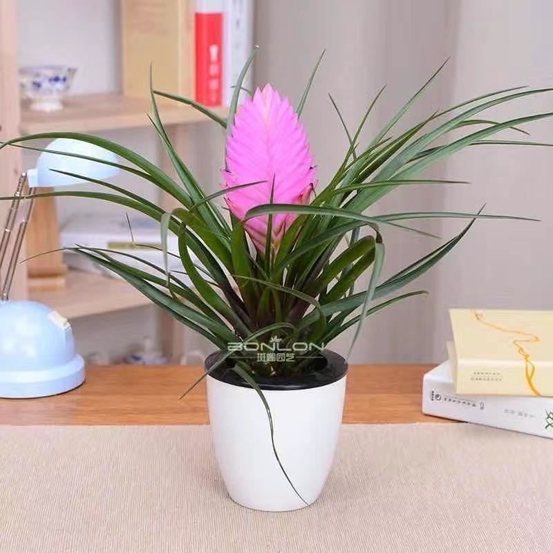 铁兰花凤梨花带花苞室内绿植盆栽办公室桌面植物净化空气去除甲醛
