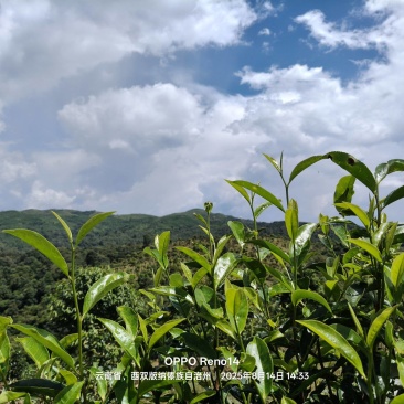 普洱茶原料(老班章区域)
