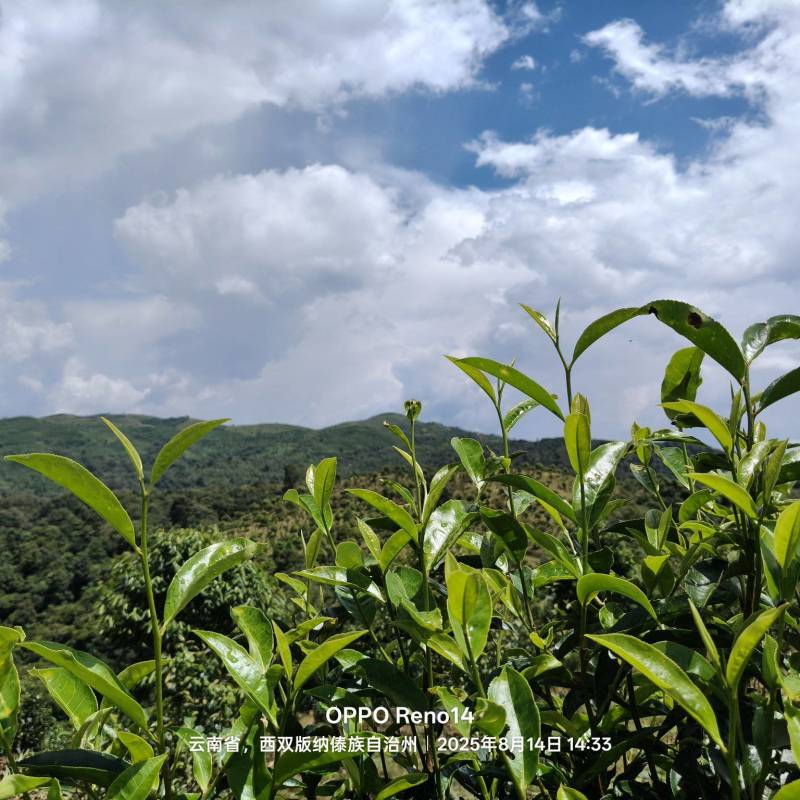普洱茶原料(老班章区域)