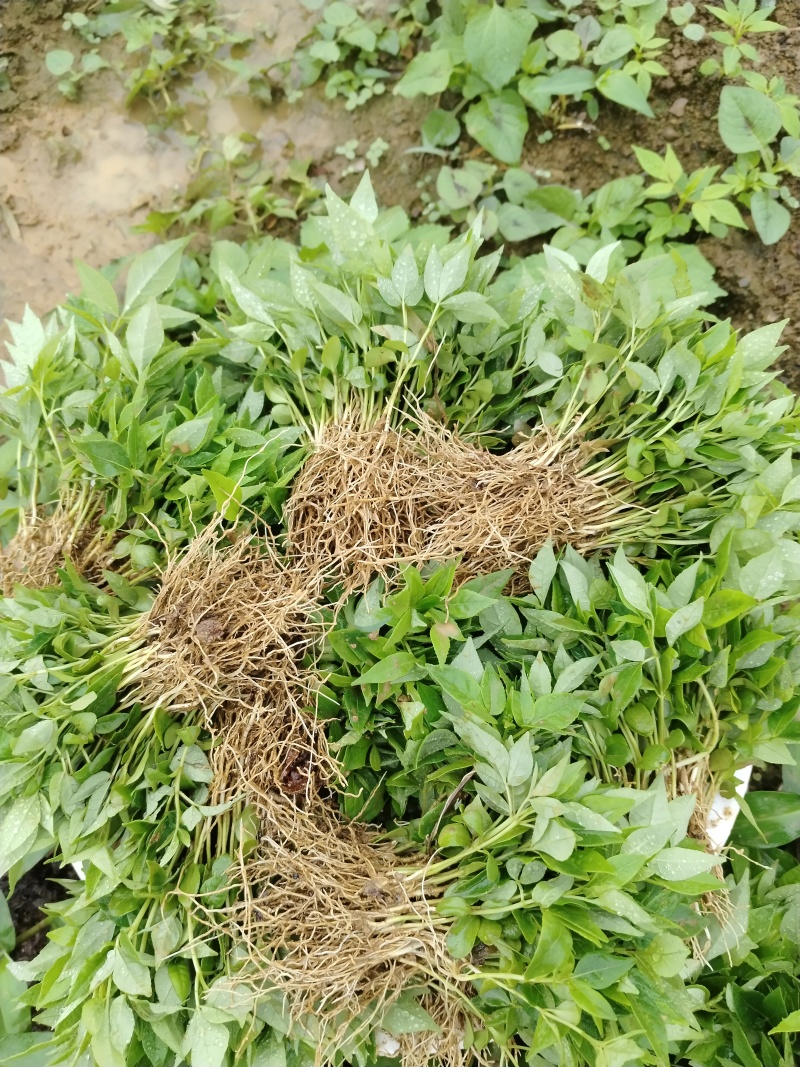 黄柏树苗，大叶厚皮川黄柏