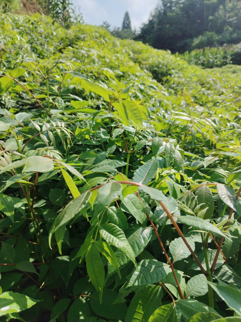 黄柏树苗，大叶厚皮川黄柏