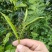 普洱茶原料(老班章区域)