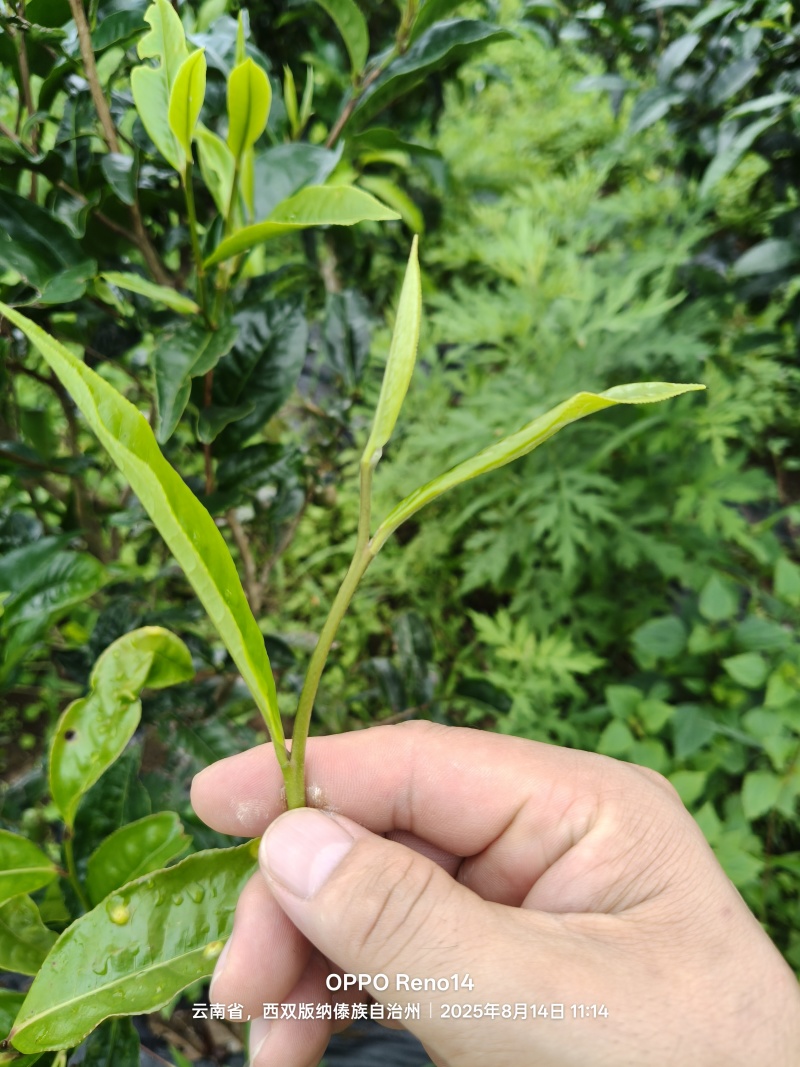 普洱茶原料(老班章区域)