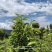 普洱茶原料(老班章区域)
