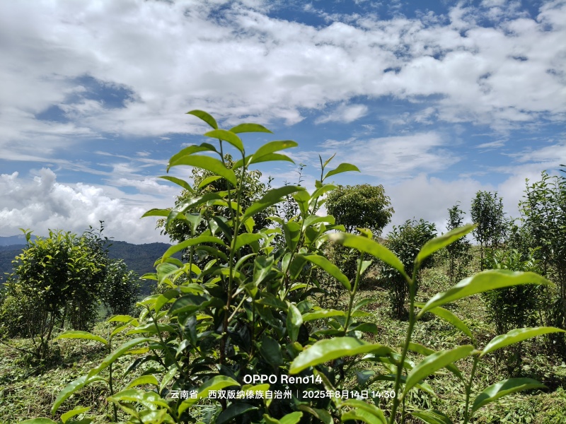 普洱茶原料(老班章区域)