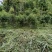 普洱茶原料(老班章区域)