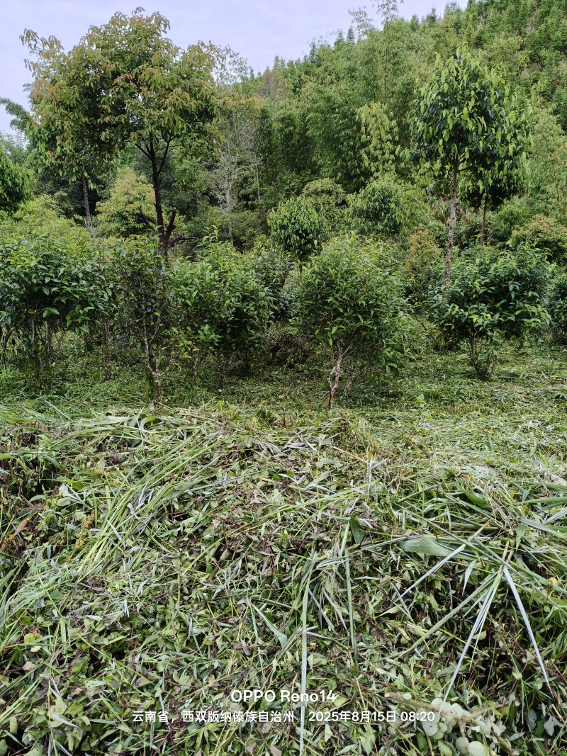 普洱茶原料(老班章区域)