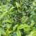 普洱茶原料(老班章区域)