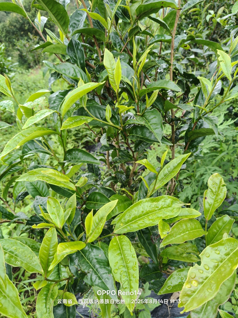 普洱茶原料(老班章区域)