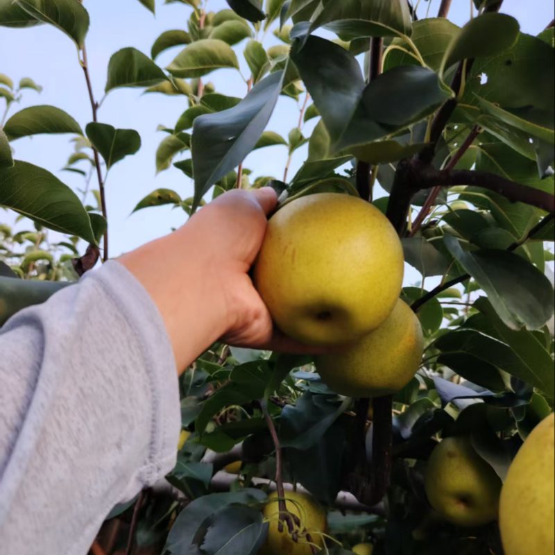皇冠梨