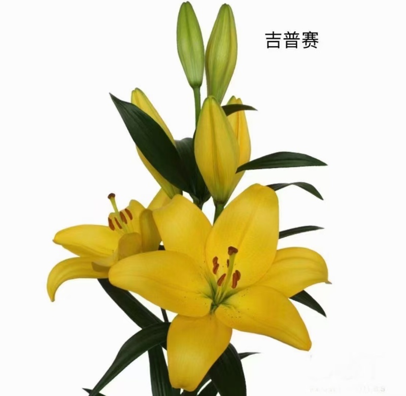 荷兰进口百合种球越冬品种多年生成品颜色鲜艳