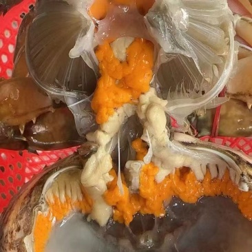 三门青蟹，母蟹中的红膏蟹！