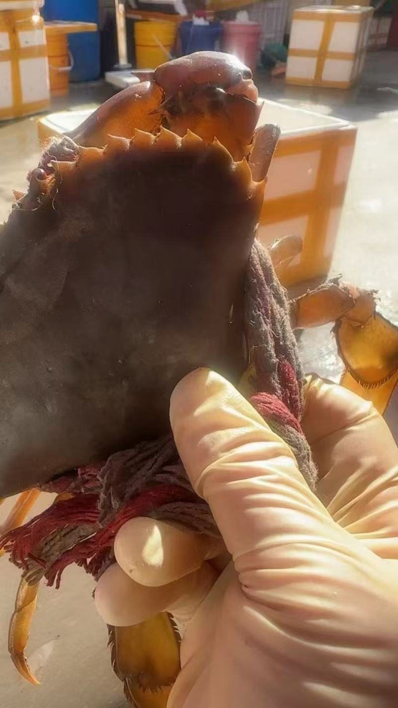 三门青蟹，母蟹中的红膏蟹！