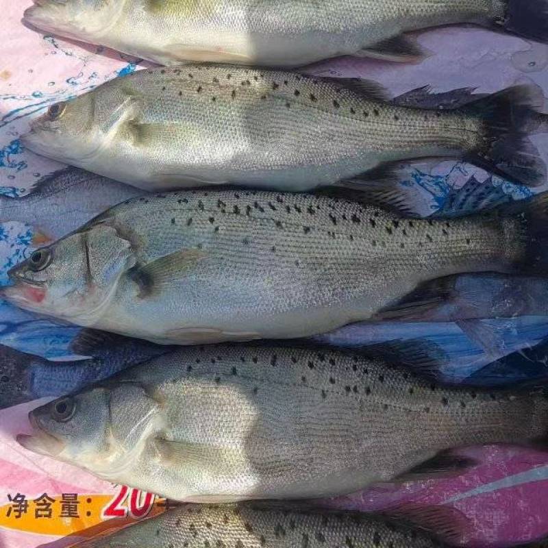 鲈鱼漳州市诏安县鲈鱼养殖基地。有需要的老板可以联系我过