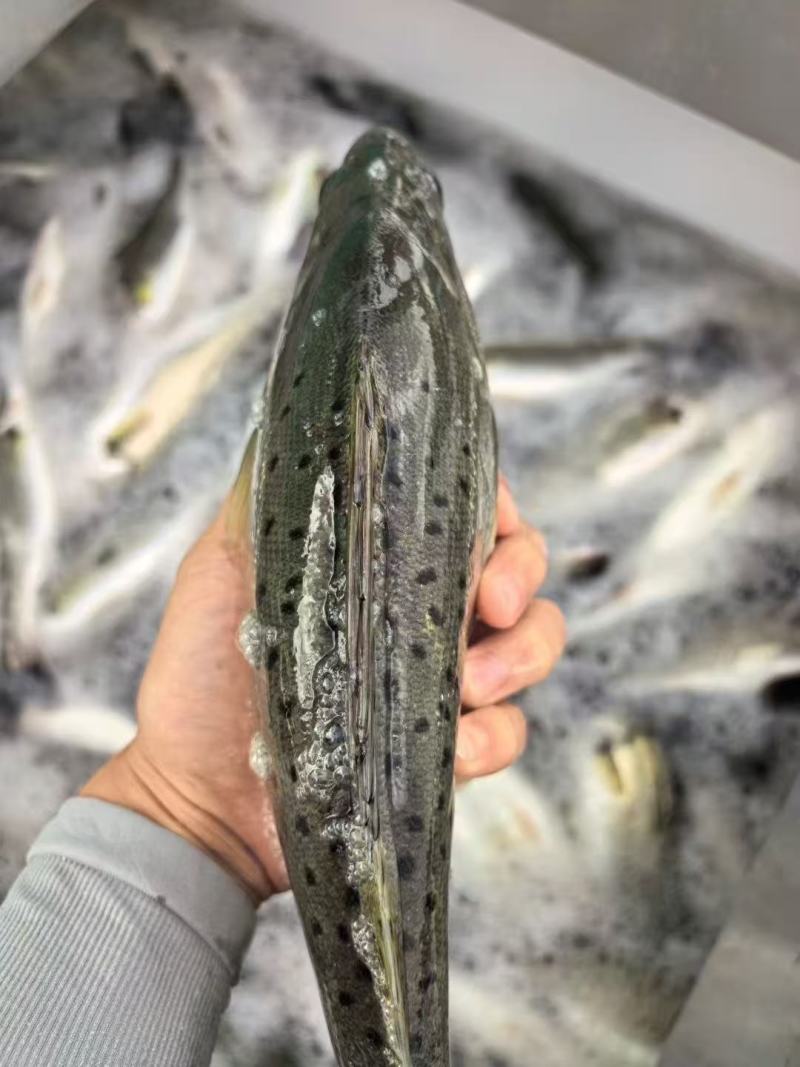 鲈鱼漳州市诏安县鲈鱼养殖基地。有需要的老板可以联系我过