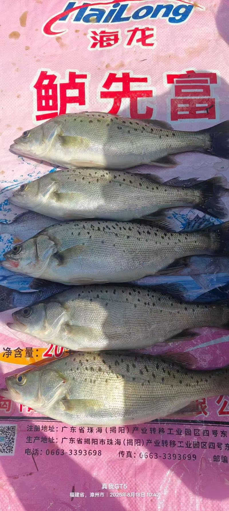 鲈鱼漳州市诏安县鲈鱼养殖基地。有需要的老板可以联系我过
