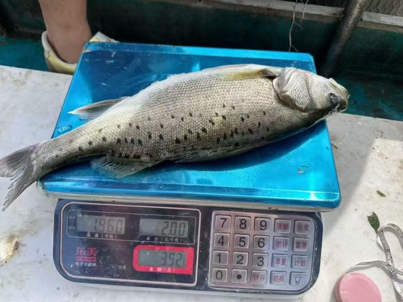 鲈鱼漳州市诏安县鲈鱼养殖基地。有需要的老板可以联系我过
