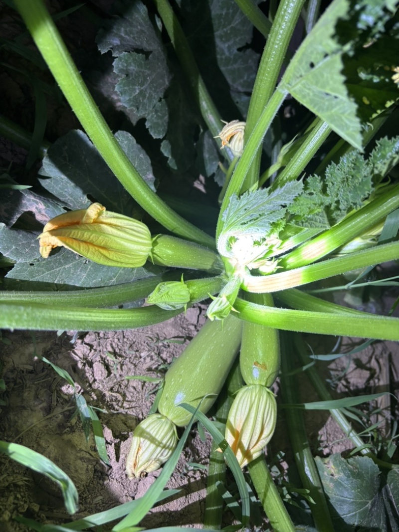 淳化西葫芦上市了