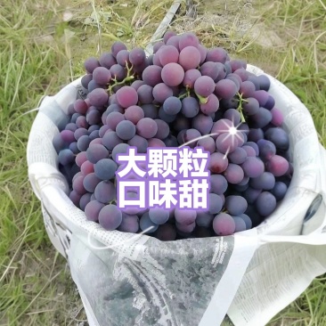 老品种，口感好，果粒大