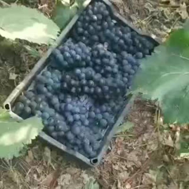 康贝尔扒皮