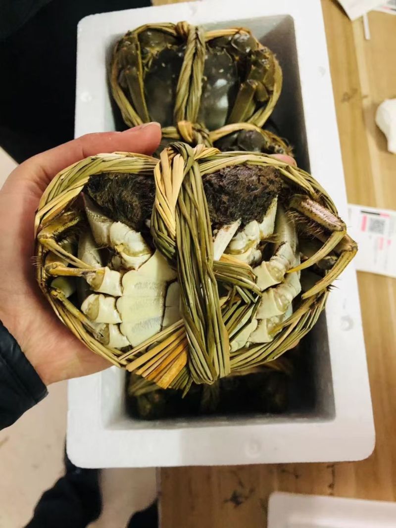 湖北洪湖大闸蟹青壳白底产地直发一手货源保质保量可供商超