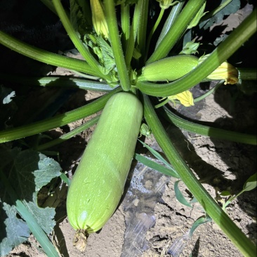 淳化自家西葫芦