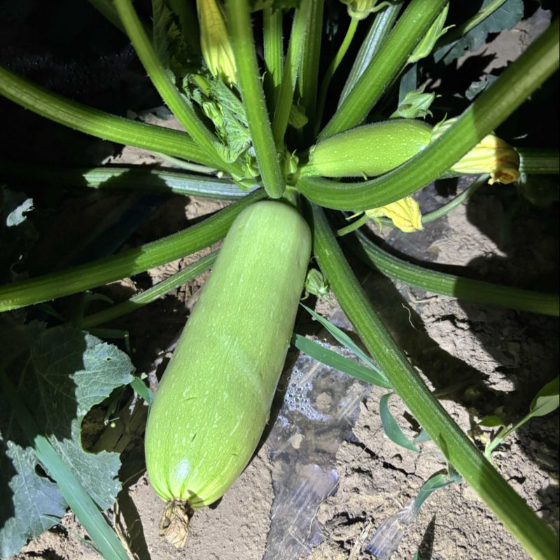 淳化自家西葫芦