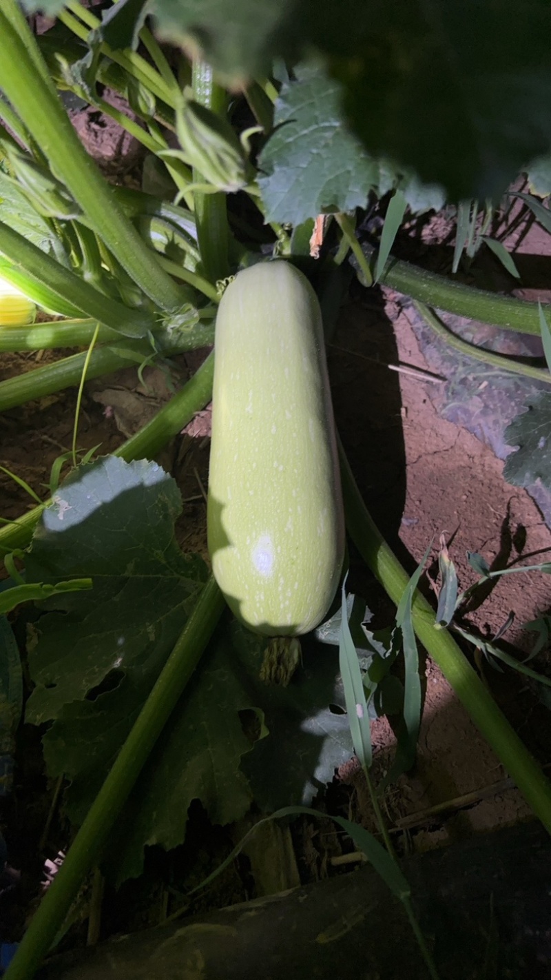 淳化自家西葫芦