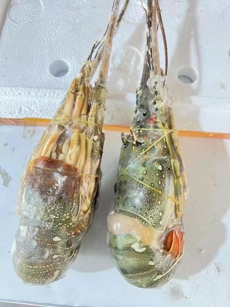 本地小青龙价格低产地直发货源充足质量保障视频看货