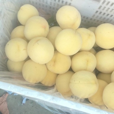 锦绣黄桃