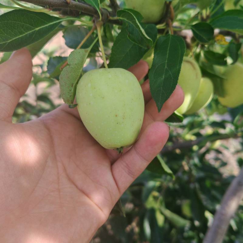 锦绣海棠鸡心果