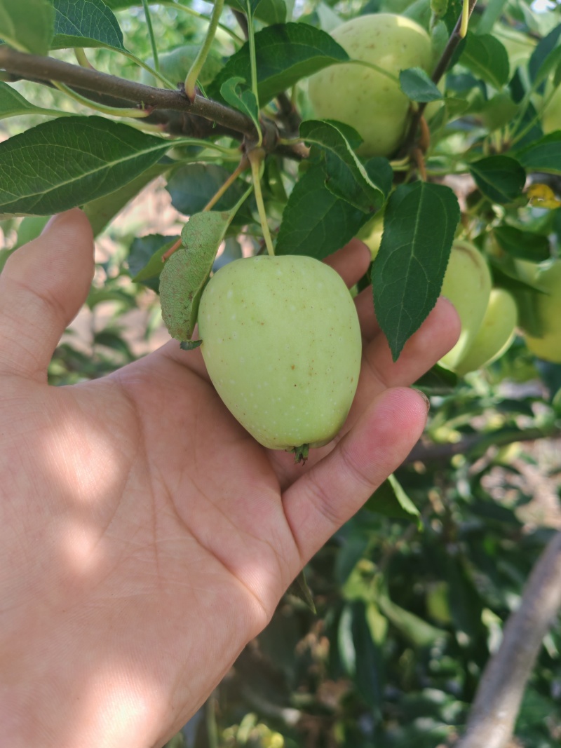 锦绣海棠鸡心果