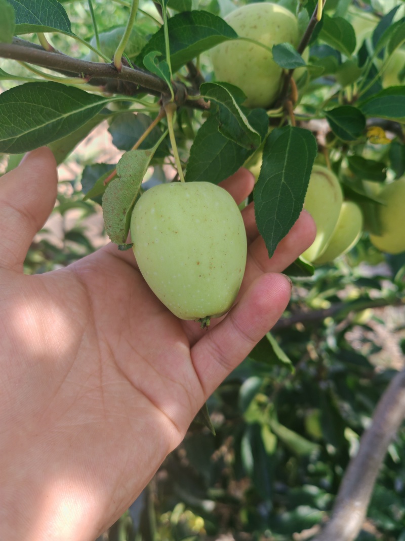 锦绣海棠鸡心果