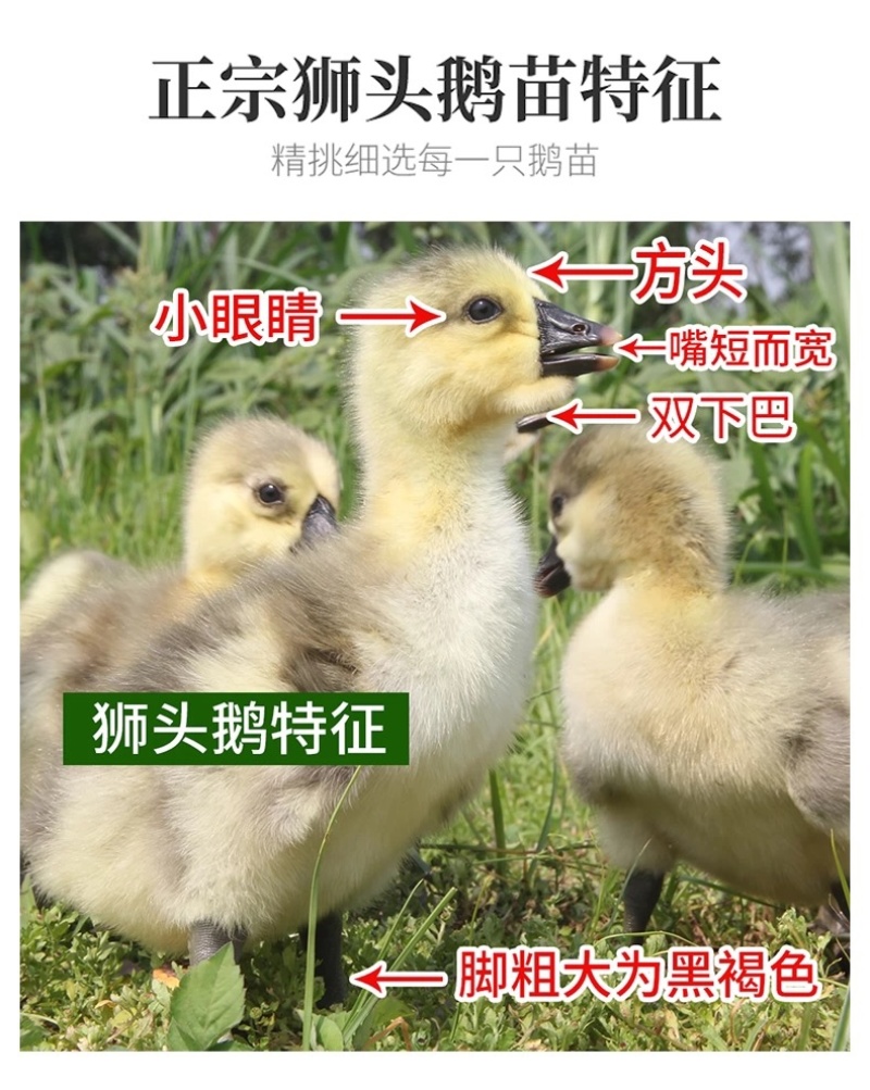 纯种狮头鹅活苗汕头纯种狮头鹅苗鹅苗正宗纯种狮头鹅苗