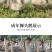 纯种狮头鹅活苗汕头纯种狮头鹅苗鹅苗正宗纯种狮头鹅苗