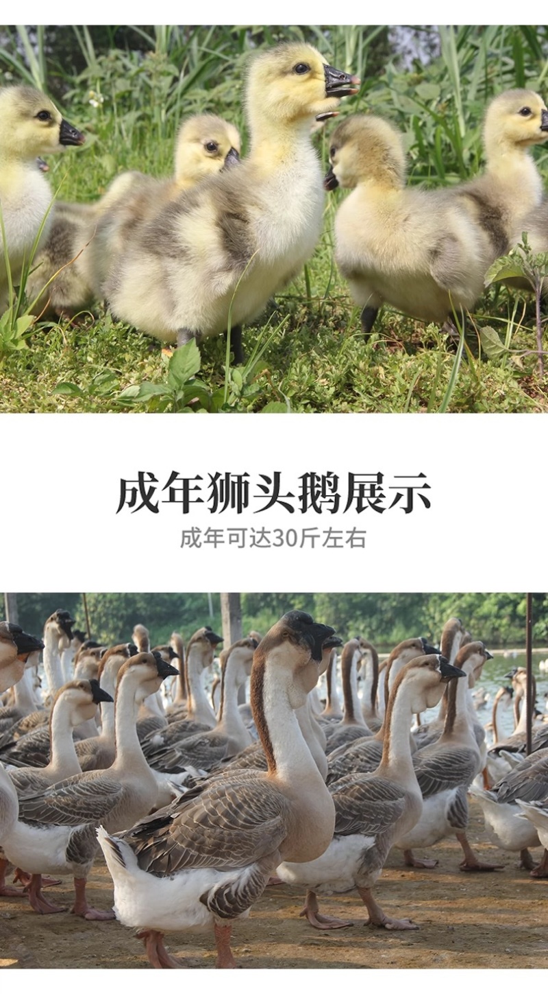 纯种狮头鹅活苗汕头纯种狮头鹅苗鹅苗正宗纯种狮头鹅苗