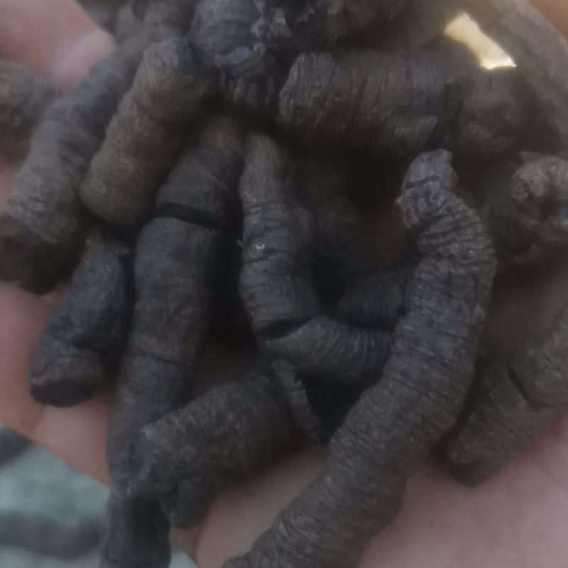 巴戟天