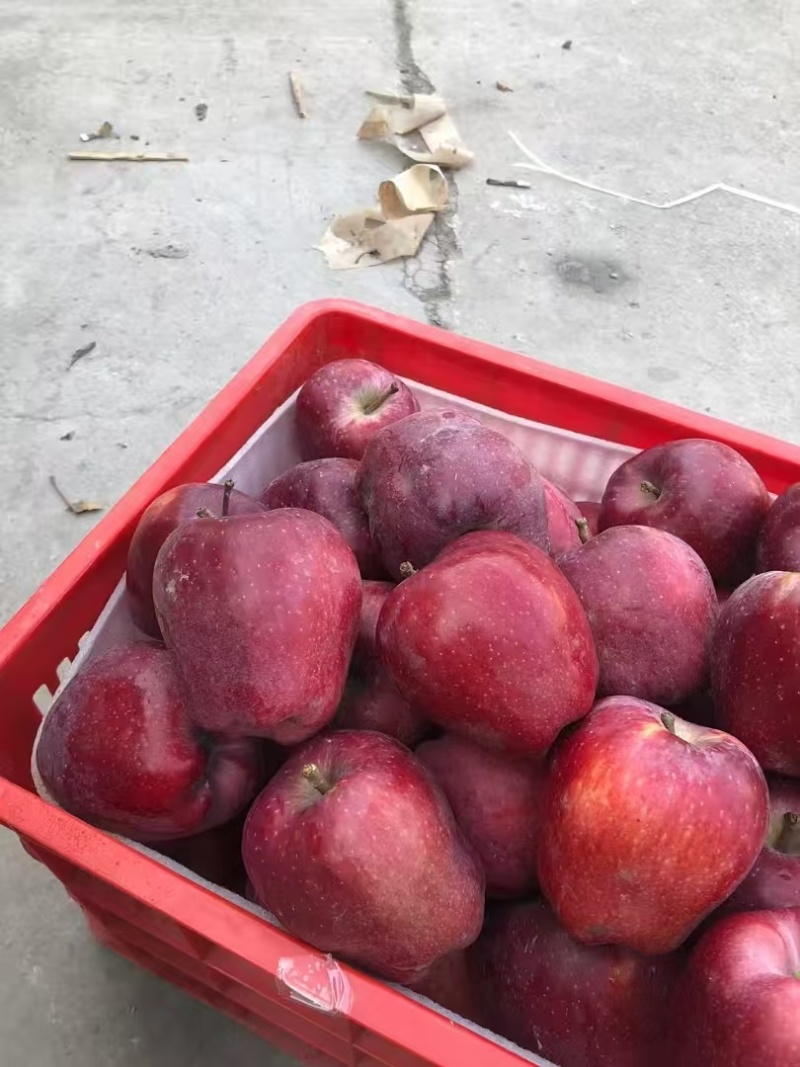 花牛苹果蛇果电商一件代发24小时揽收发货量大底价来拿
