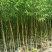 柳树苗，杞柳苗防风固沙绿化苗木，保质保量，欢迎选