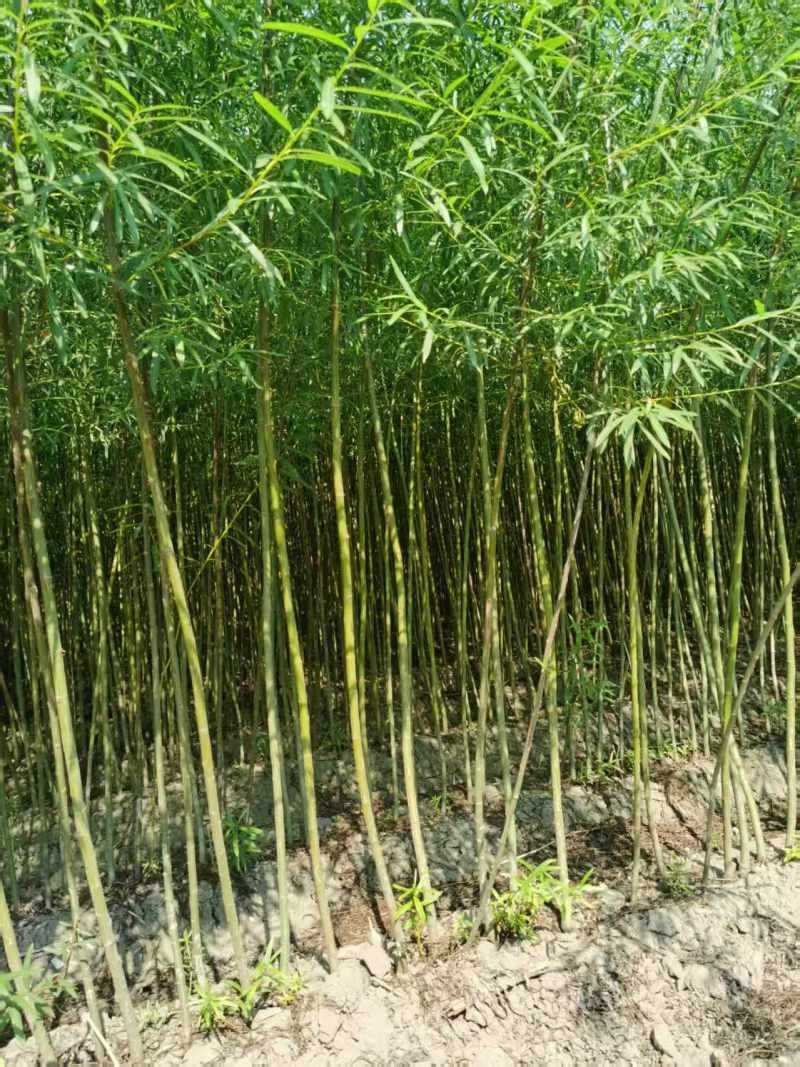 柳树苗，杞柳苗防风固沙绿化苗木，保质保量，欢迎选