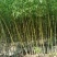 柳树苗，杞柳苗防风固沙绿化苗木，保质保量，欢迎选