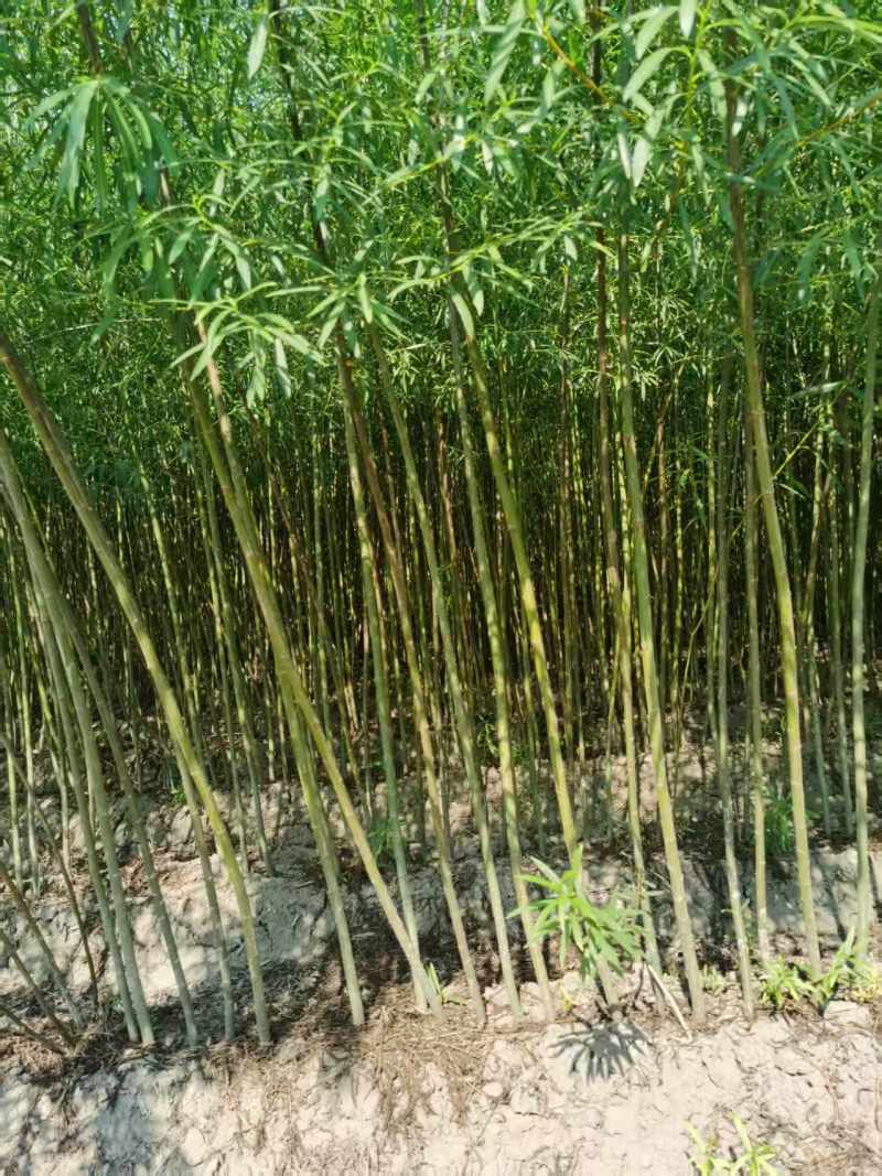柳树苗，杞柳苗防风固沙绿化苗木，保质保量，欢迎选
