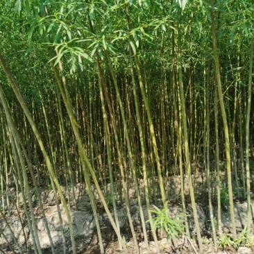 柳树苗，杞柳苗防风固沙绿化苗木，保质保量，欢迎选