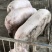 二元母猪母猪二元猪种猪公猪种公猪种母猪